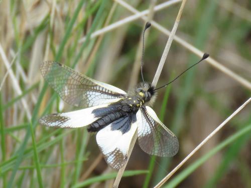 Libelloides lacteus